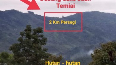 Kawasan Hutan Sako Jauh Tamiai Dirambah?