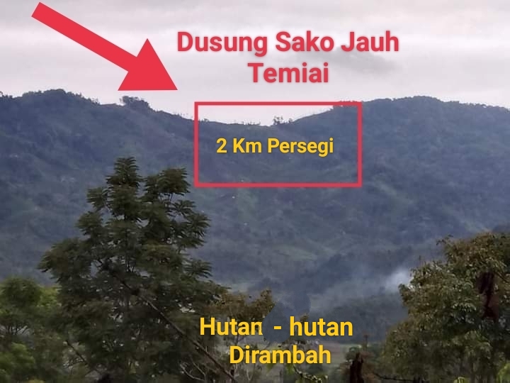 Kawasan Hutan Sako Jauh Tamiai Dirambah?