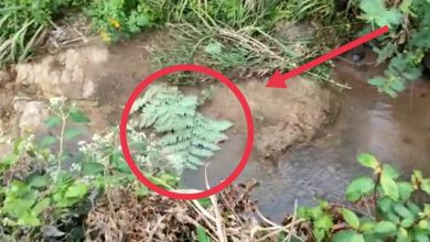 Breaking News! Kecelakaan di Jembatan Dekat SMK 4 Kumun, 1 Korban Dikabarkan Meninggal