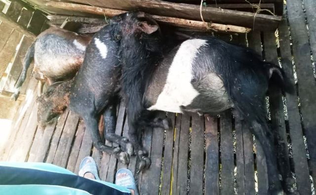 Belasan Ekor Kambing Warga Mati Dimangsa Harimau