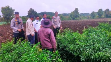 Kapolres Kerinci Melaksanakan Pengecekan dan Survey Lahan Cabe Petani