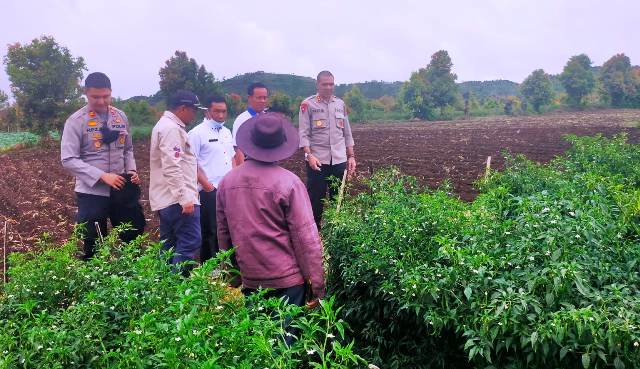 Kapolres Kerinci Melaksanakan Pengecekan dan Survey Lahan Cabe Petani