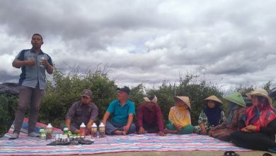 Ternyata Obat Mantep Ampuh Usir Hama Tikus