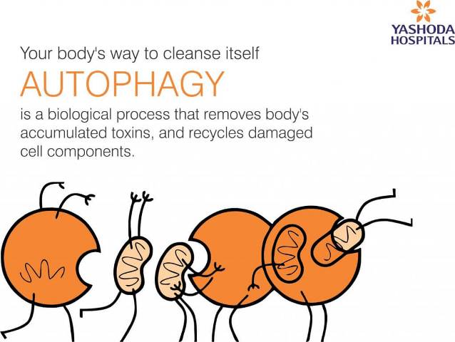 Autophagy