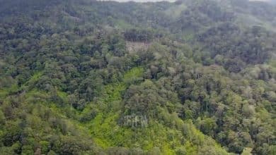 Semakin Parah Pembalakan Liar di Hutan TNKS