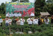 Gubernur Jambi Panen Cabai Merah di Mangun Jayo