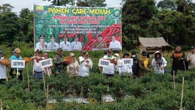 Gubernur Jambi Panen Cabai Merah di Mangun Jayo Gubernur Jambi Panen Cabai Merah di Mangun Jayo