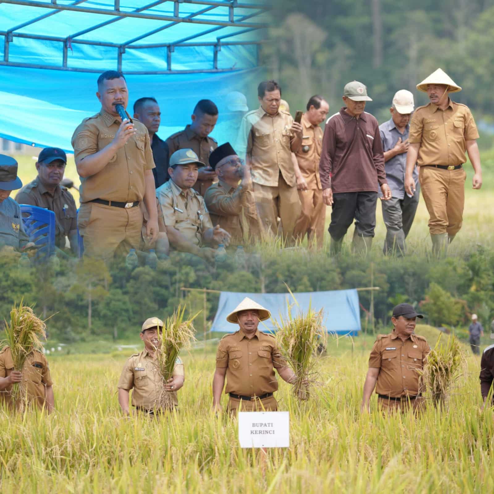 Bupati Monadi Panen Raya di Talang Kemulun