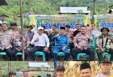 Panen Raya Jagung di Desa Baru Sungai Deras