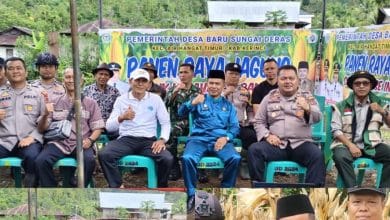 Panen Raya Jagung di Desa Baru Sungai Deras
