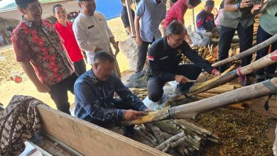 Kulit Manis Komoditi Unggulan Kerinci