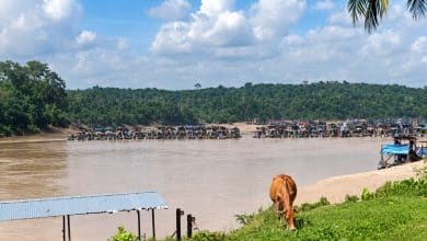 300 Alat Berat Terang-terangan Nambang Emas Illegal di Tebo
