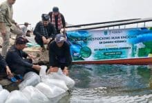 Festival Kerinci 2026 Hadirkan Aksi Nyata Pelestarian Ekosistem Danau Melalui Restocking Ikan Semah